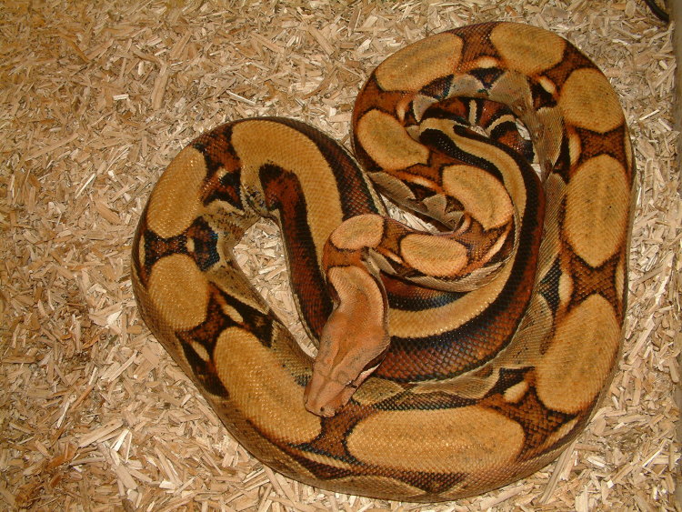 Here is one adult female Cream-Pastel