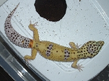 leo 3