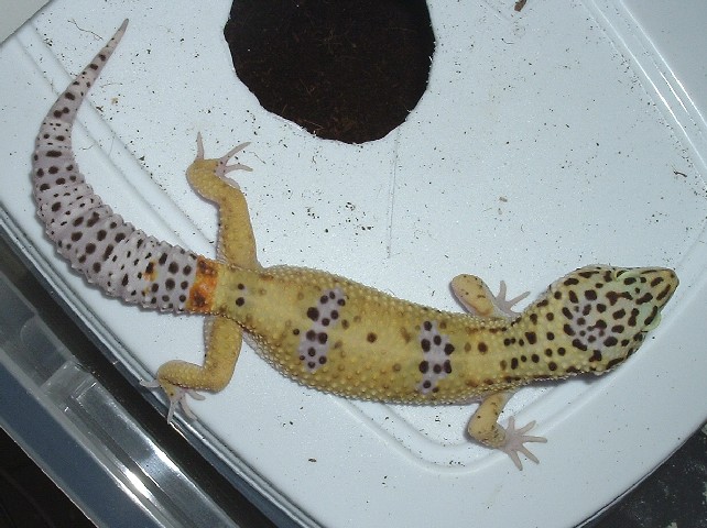 leo 3