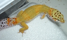 leo6