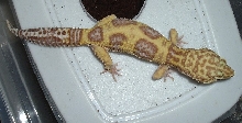 leo13
