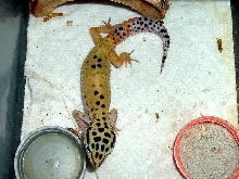 Female breeder #1 for '05