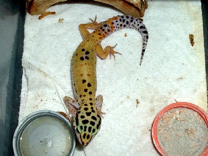 Female breeder #1 for '05