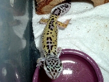 Female breeder #2 for '05