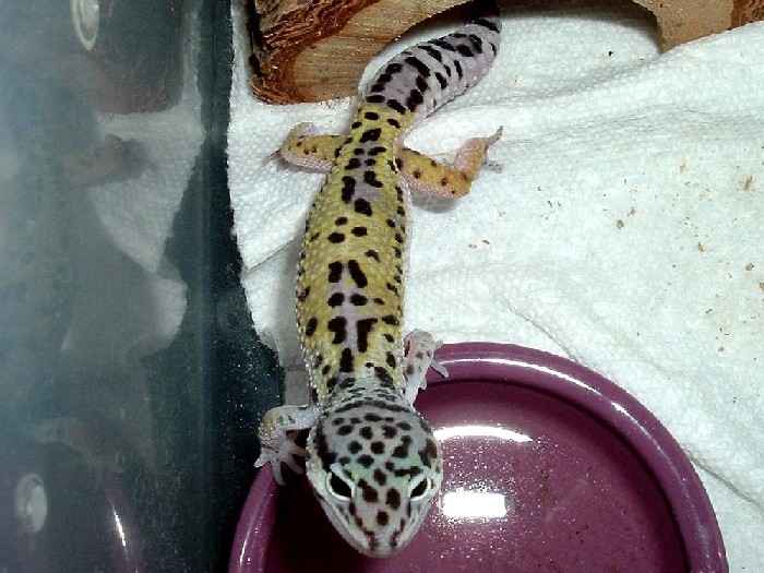 Female breeder #2 for '05