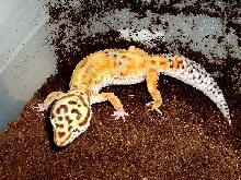 Female breeder #4 for '05