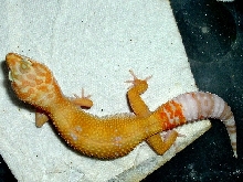 Female Hybino breeder for '05