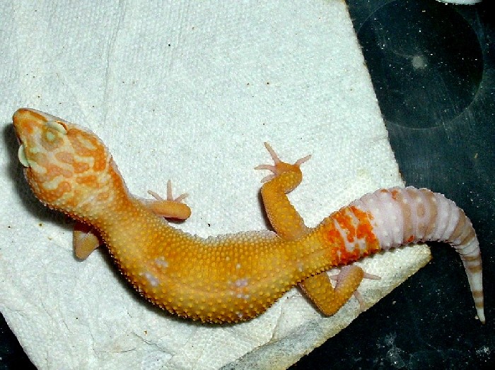Female Hybino breeder for '05