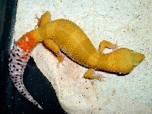 Female breeder #6 for '05