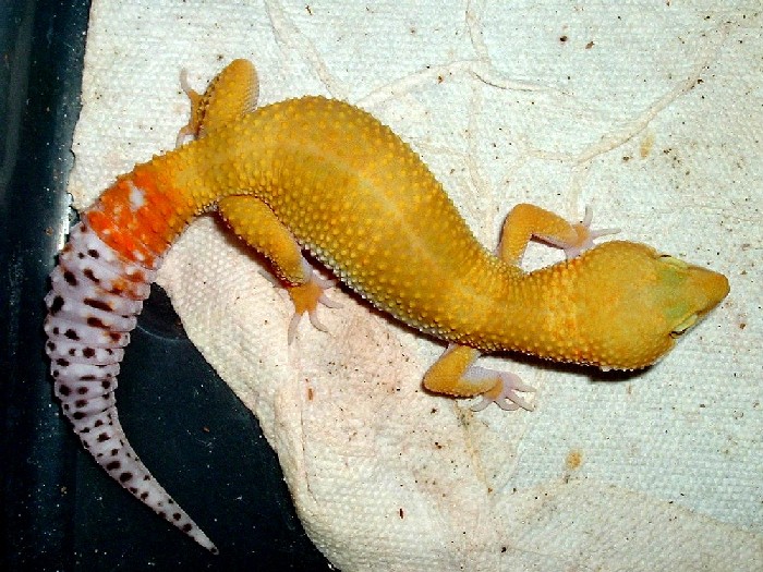Female breeder #6 for '05