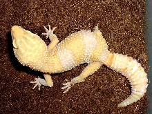 Female breeder #3 for '05
