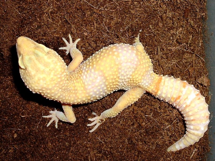 Female breeder #3 for '05