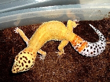 Male breeder #2 for '05
