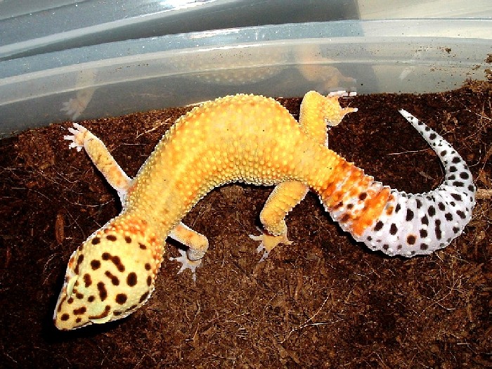 Male breeder #2 for '05