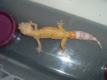 hybino female1