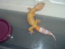 Hybino female 2