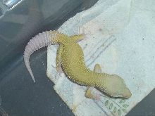 southsidegeckos1