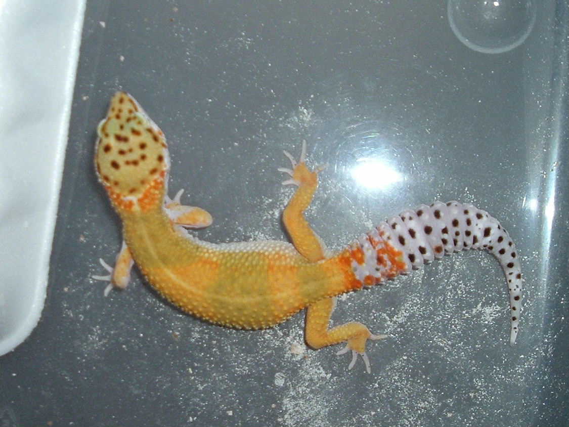 Southsidegeckos4