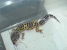 Southsidegeckos 3