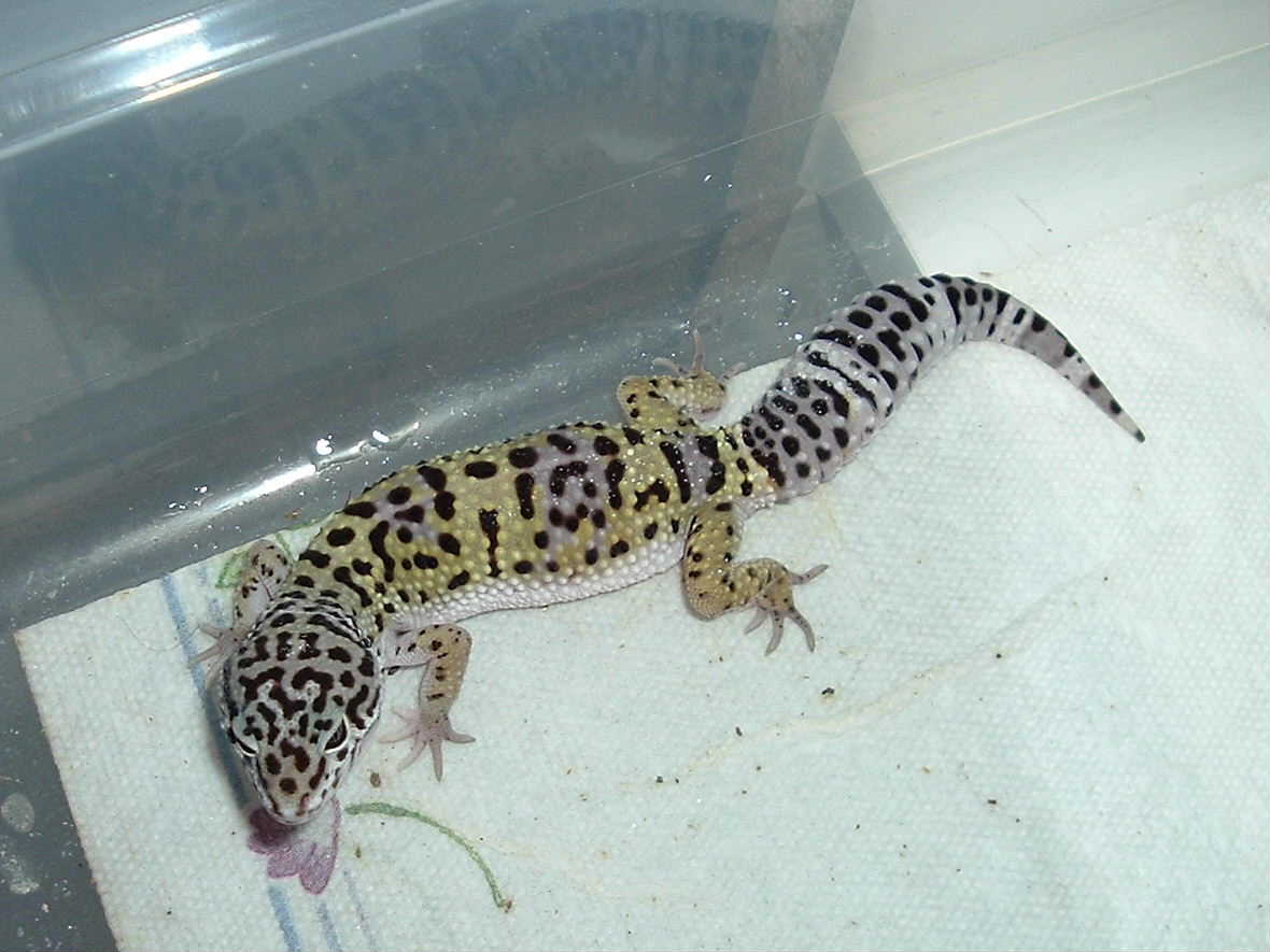 Southsidegeckos 3
