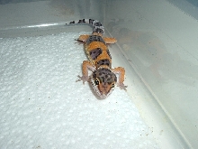Tang baby 2