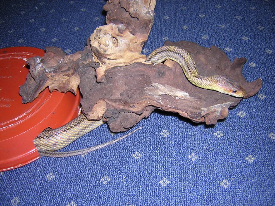 Male bairdi