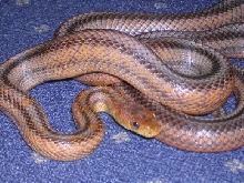 Female bairdi