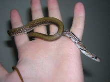 Young trinket ratsnake