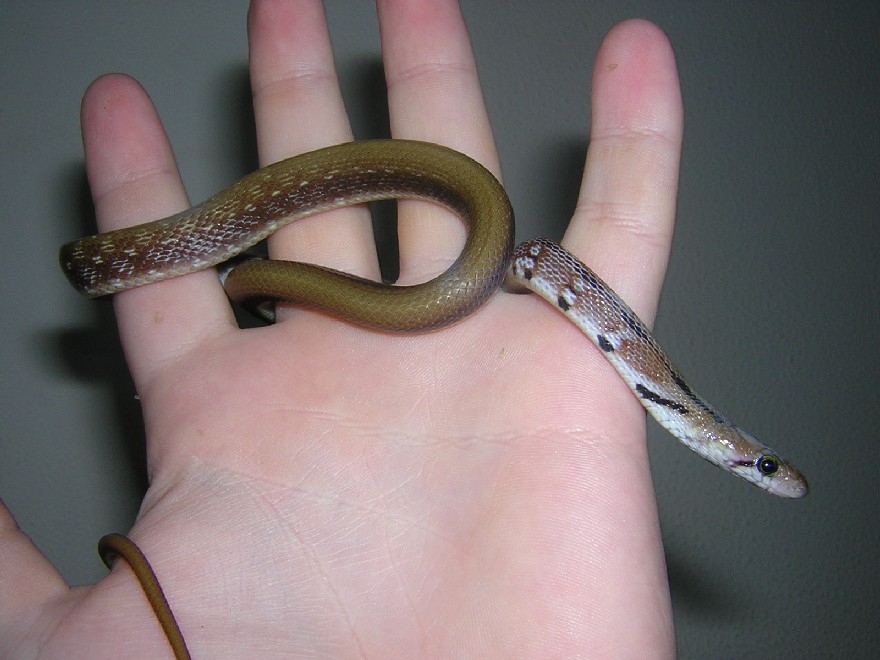 Young trinket ratsnake
