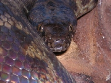 Spotted python