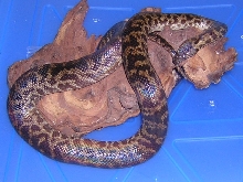 Spotted python