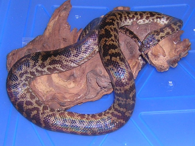 Spotted python