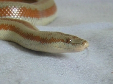 Bay of LA rosy boa
