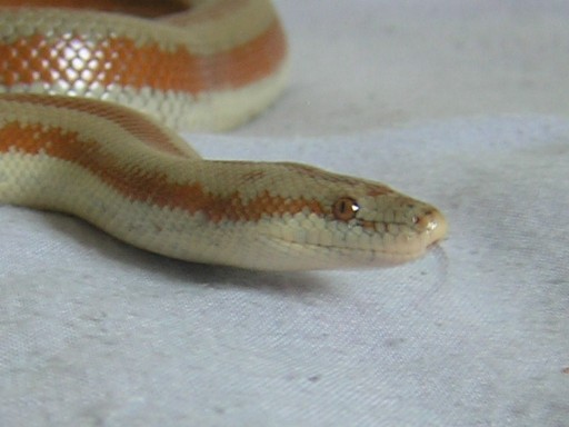 Bay of LA rosy boa