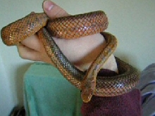 Female bairdi