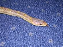 Male bairdi