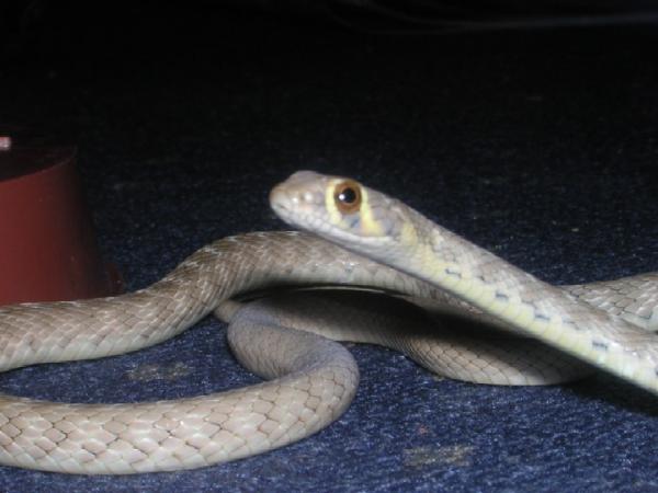 Andersons whipsnake