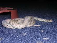 Andersons whipsnake