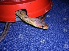 bairds ratsnake