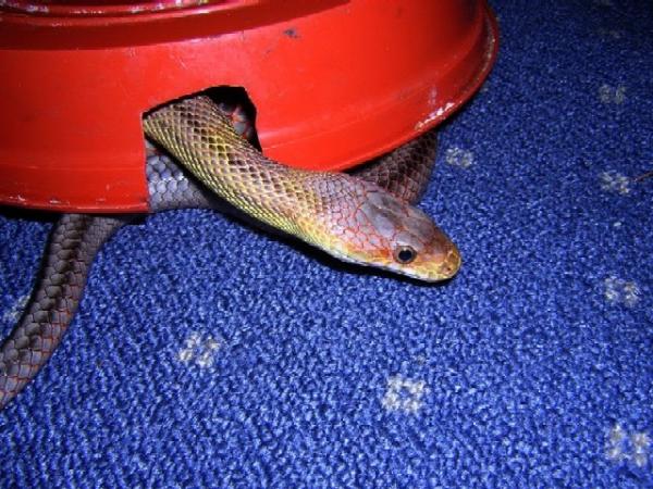 bairds ratsnake