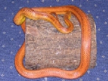 Everglades ratsnake