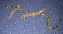 Taiwan beauty snake