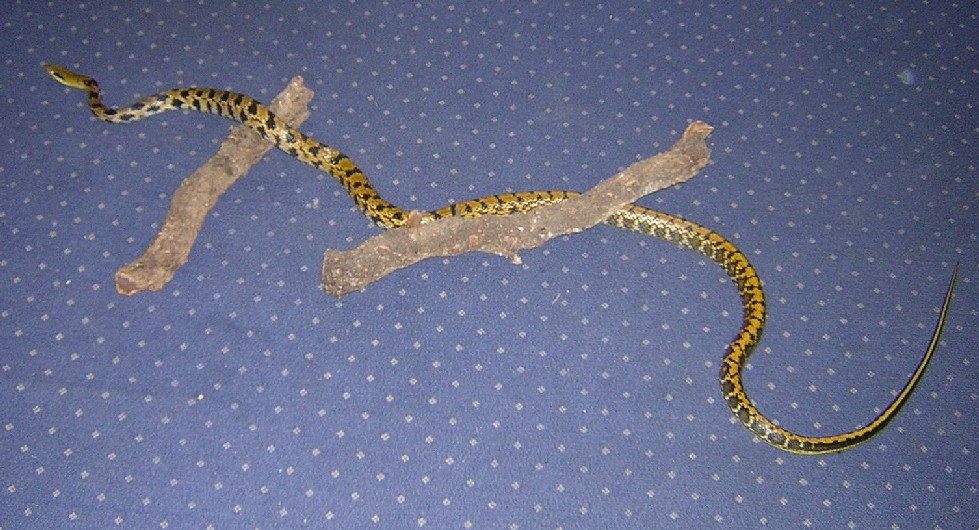 Taiwan beauty snake