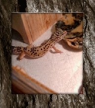 buddy
