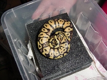 Pastel Female