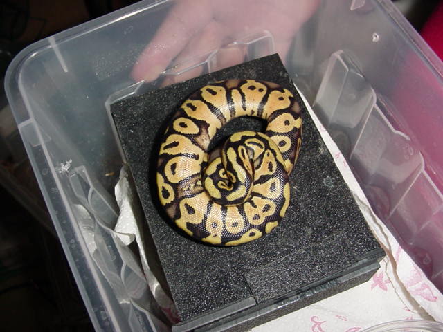 Pastel Female