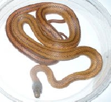 Mexican rat snake