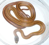 Mexican rat snake