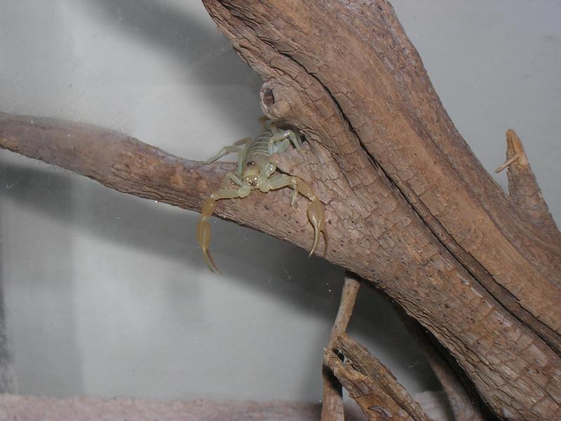 Smeringurus mesaenis