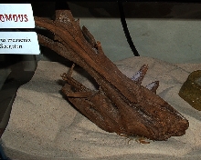 Smeringurus mesaenis